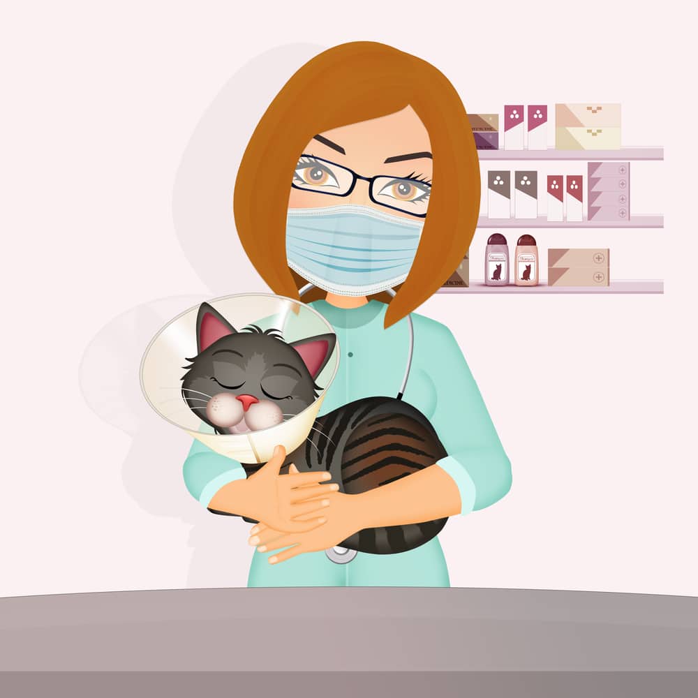 veterinář s kastrovanou kočkou